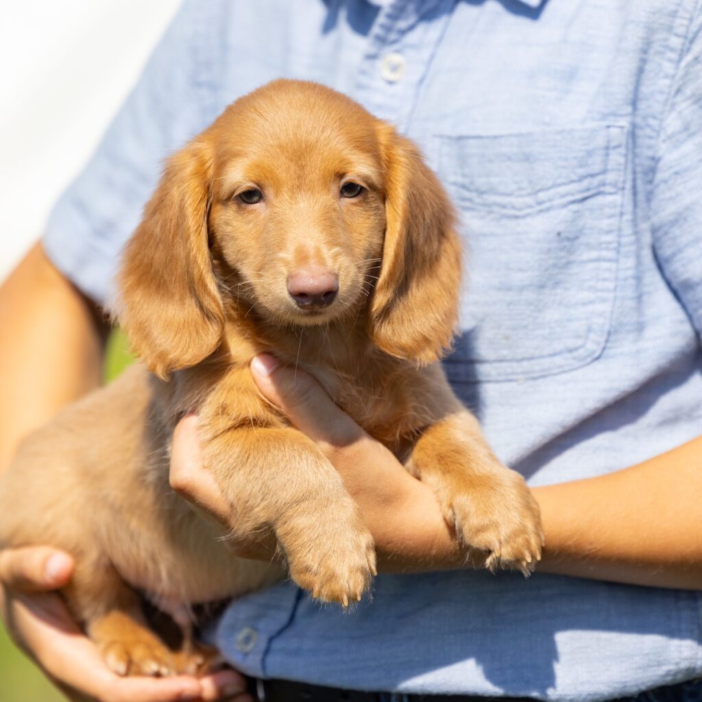 mini dachshund puppies near pa