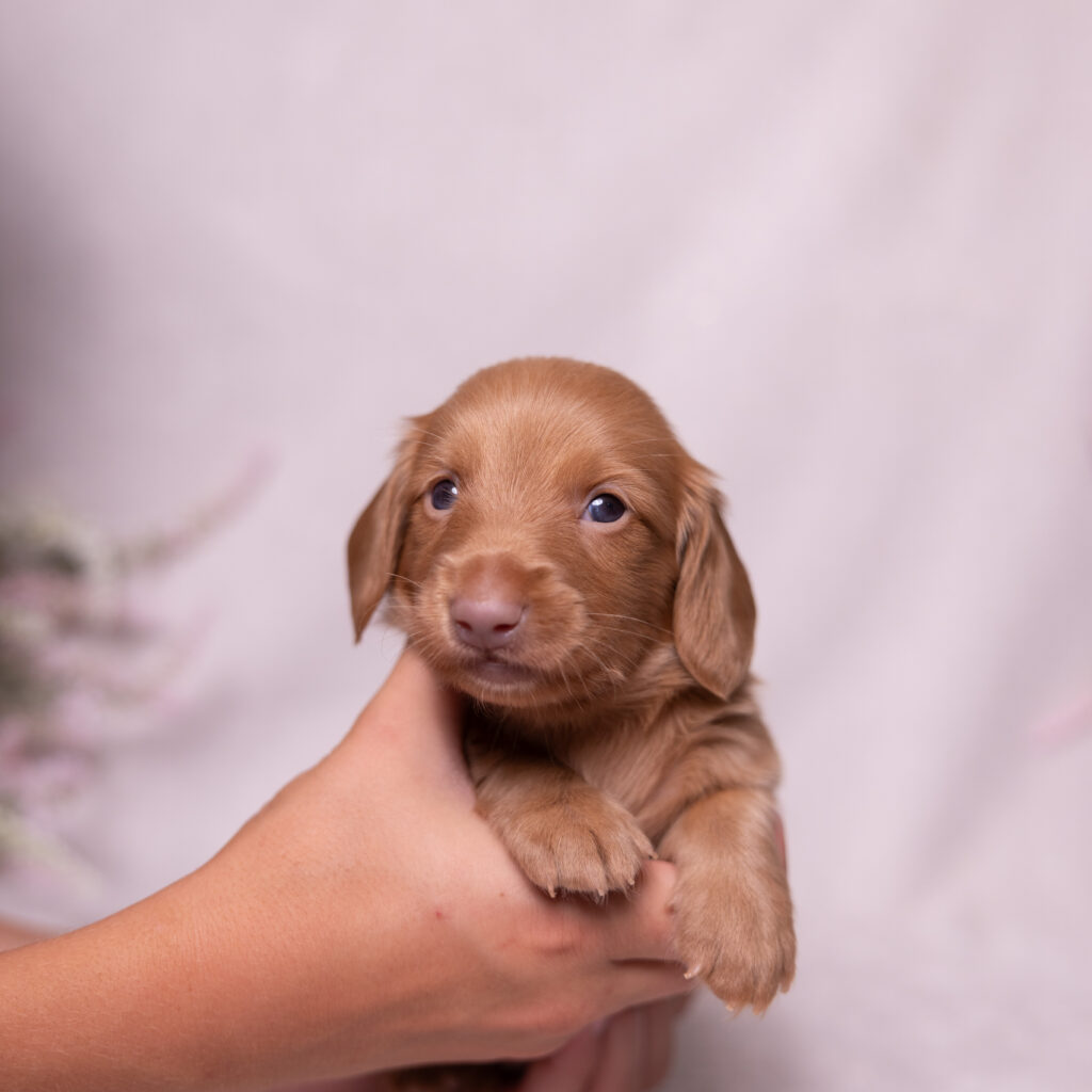 mini dachshund puppies pa