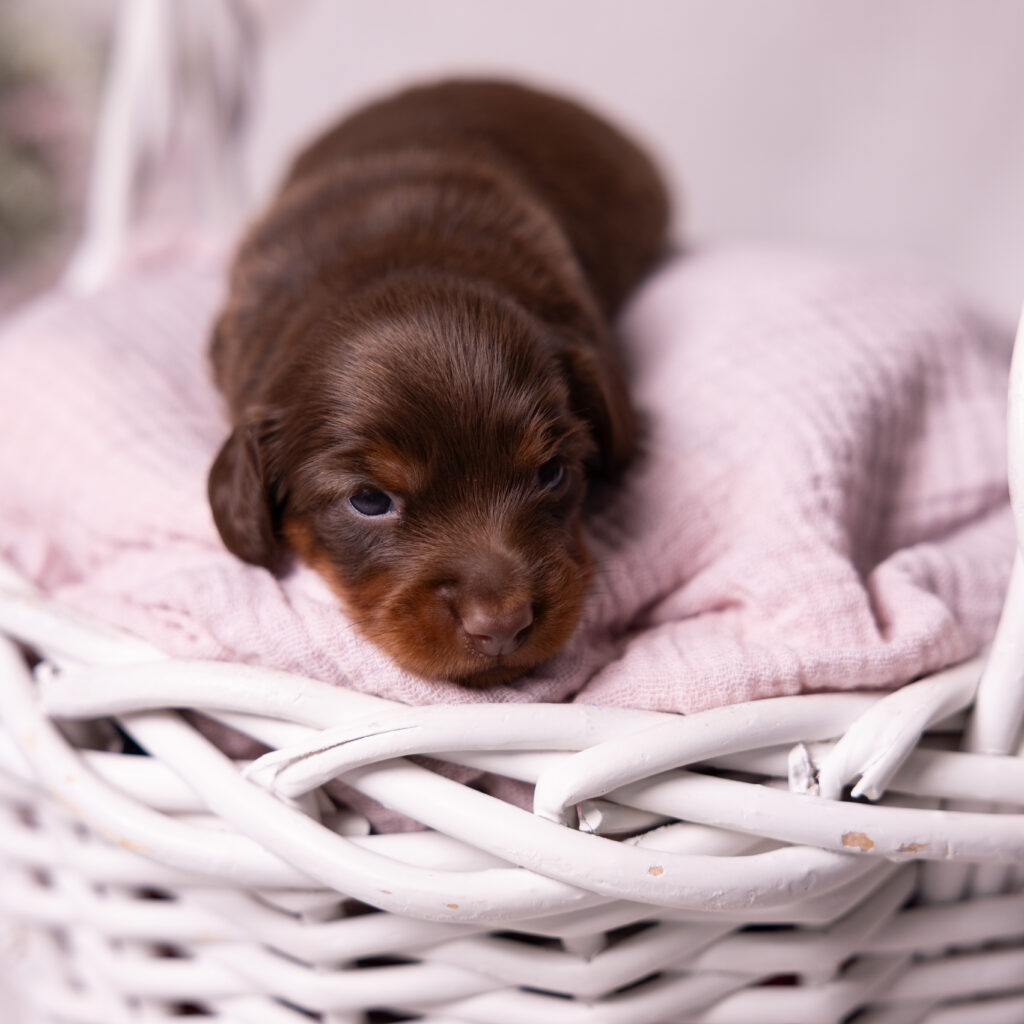 mini dachshund puppies pa