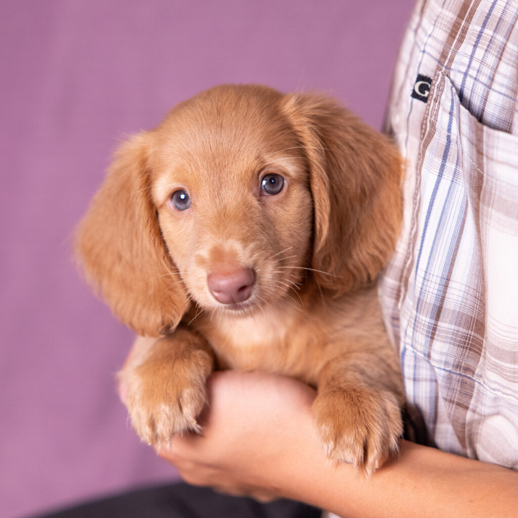 mini dachshund puppies pa