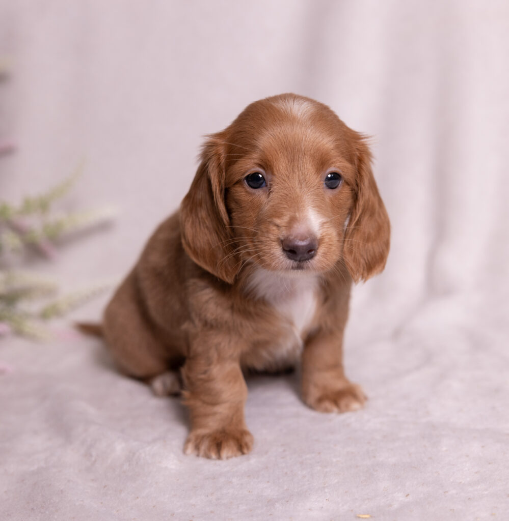 mini dachshund puppy