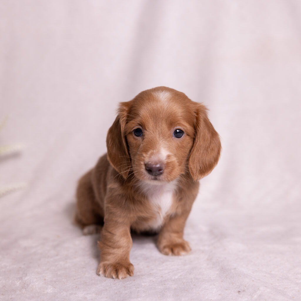 mini dachshund puppy for sale