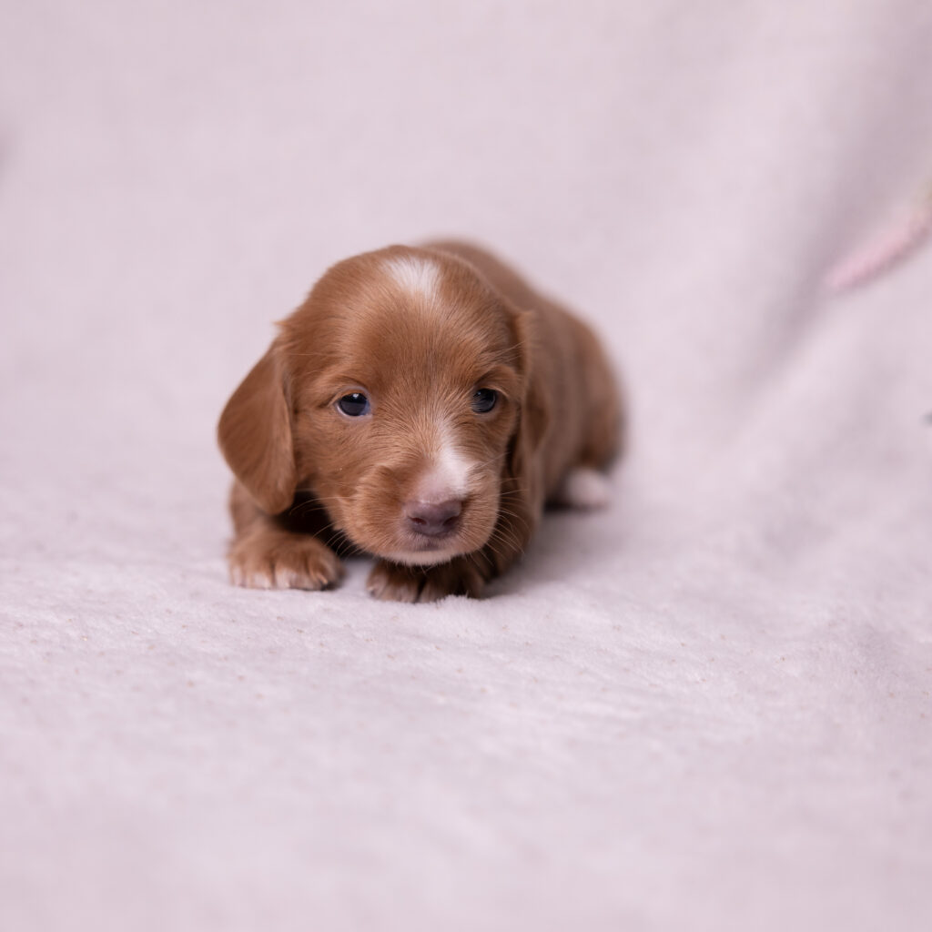 mini dachshund puppy for sale