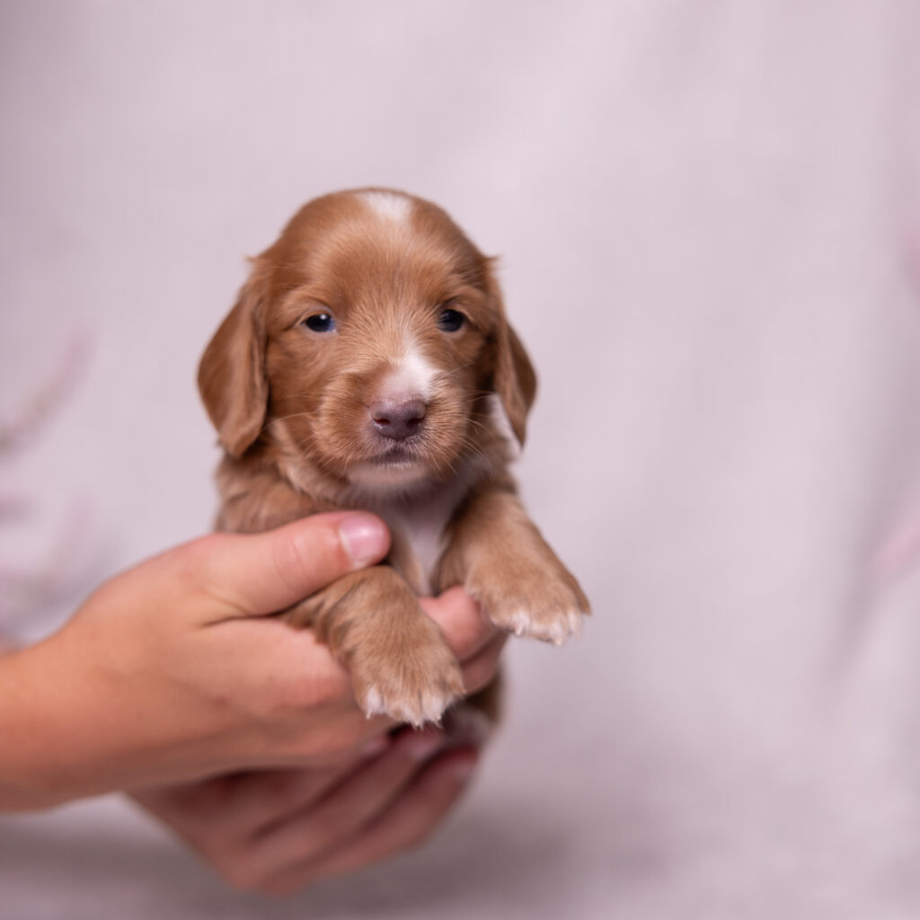 mini dachshund puppy for sale in lancaster pa
