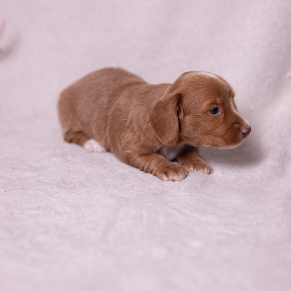 mini dachshund puppy for sale in pa