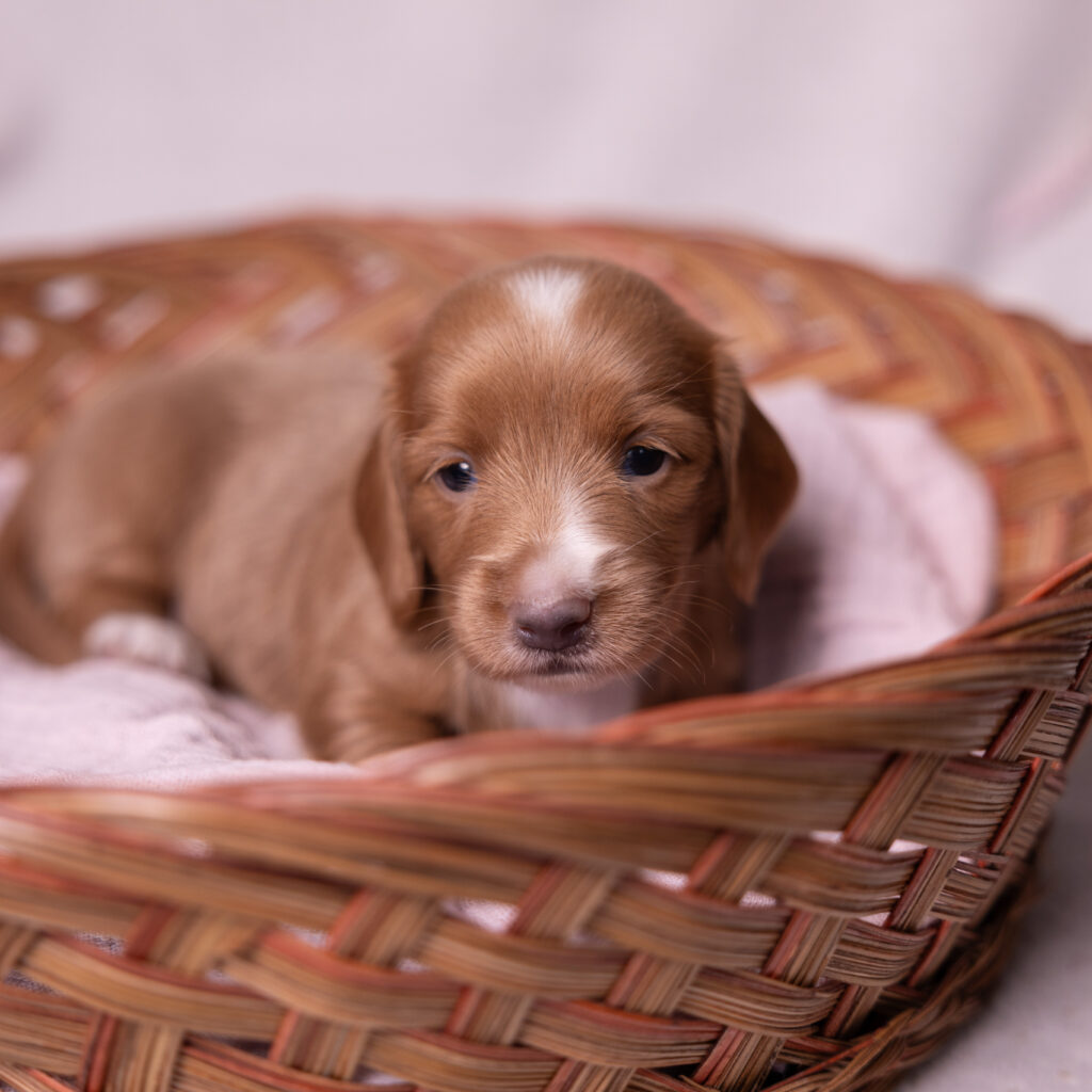 mini dachshund puppy for sale lancaster