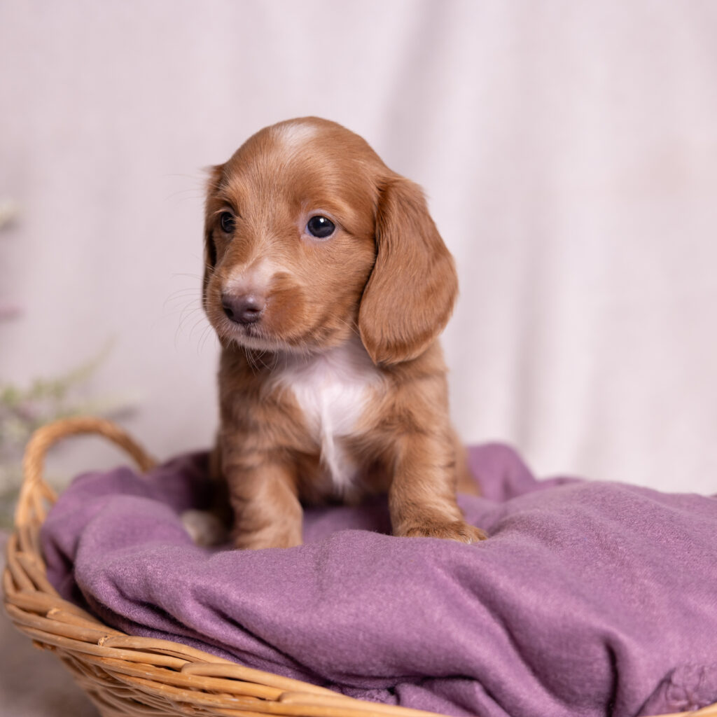 mini dachshund puppy for sale lancaster pa