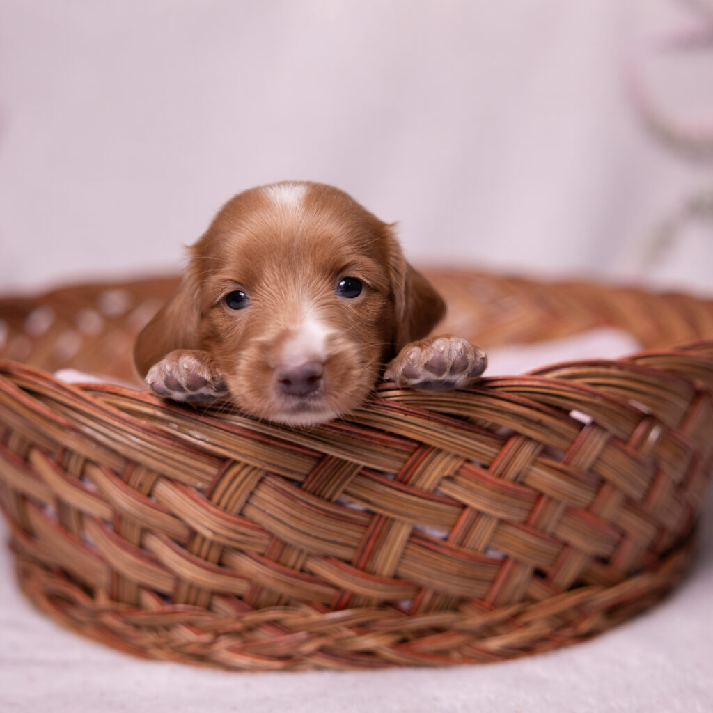 mini dachshund puppy for sale lancaster pa