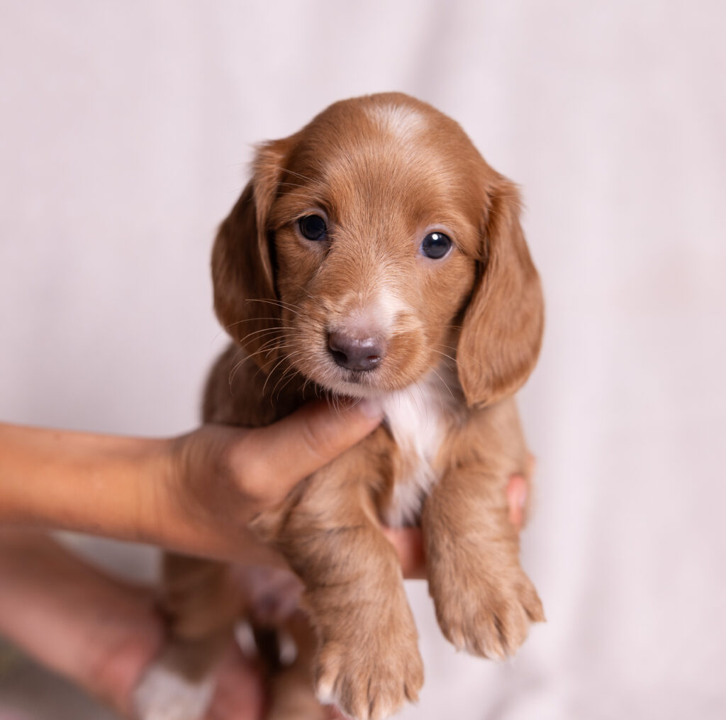 mini dachshund puppy for sale near me