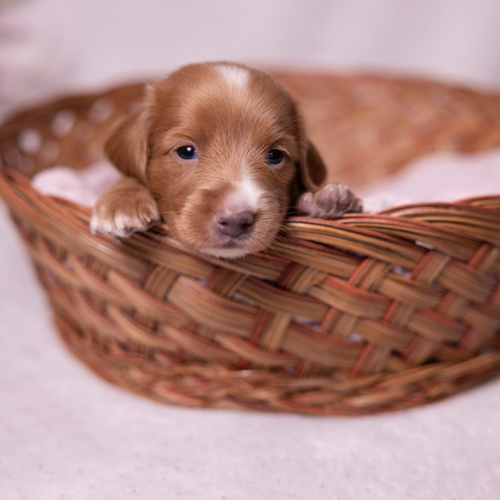 mini dachshund puppy for sale near me