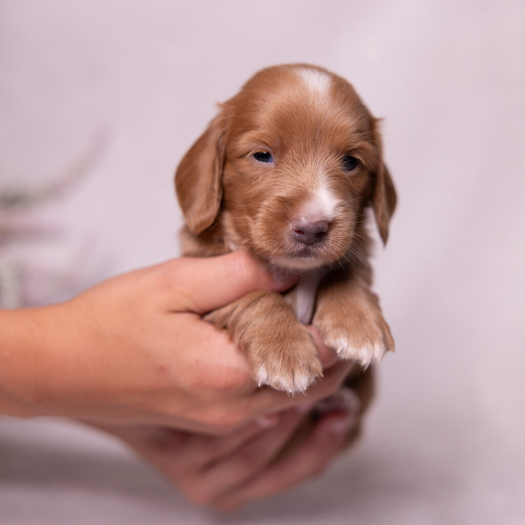 mini dachshund puppy for sale near pa