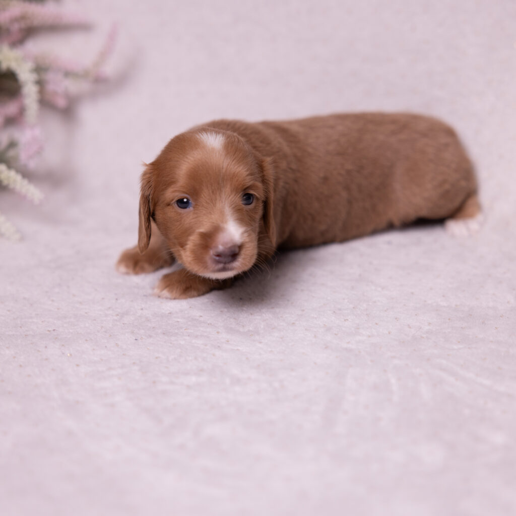 mini dachshund puppy for sale now