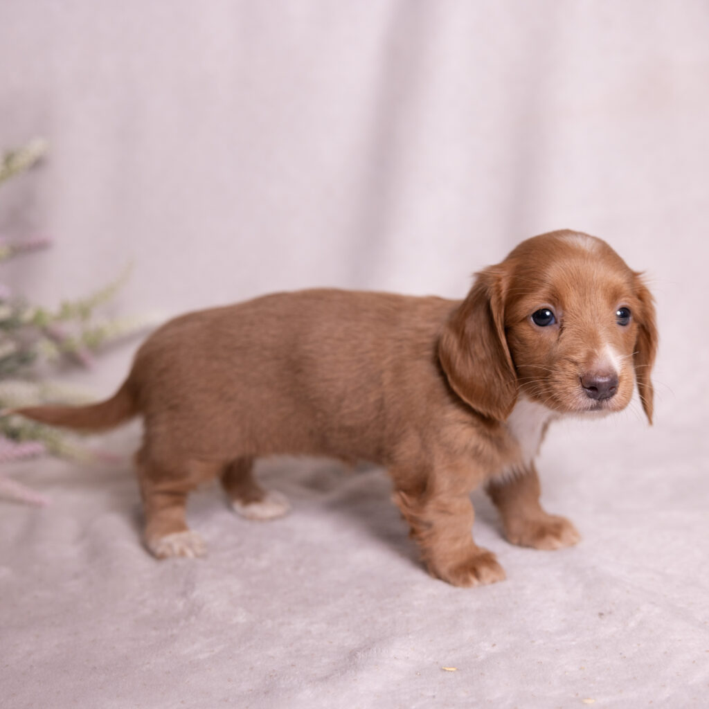 mini dachshund puppy for sale pa