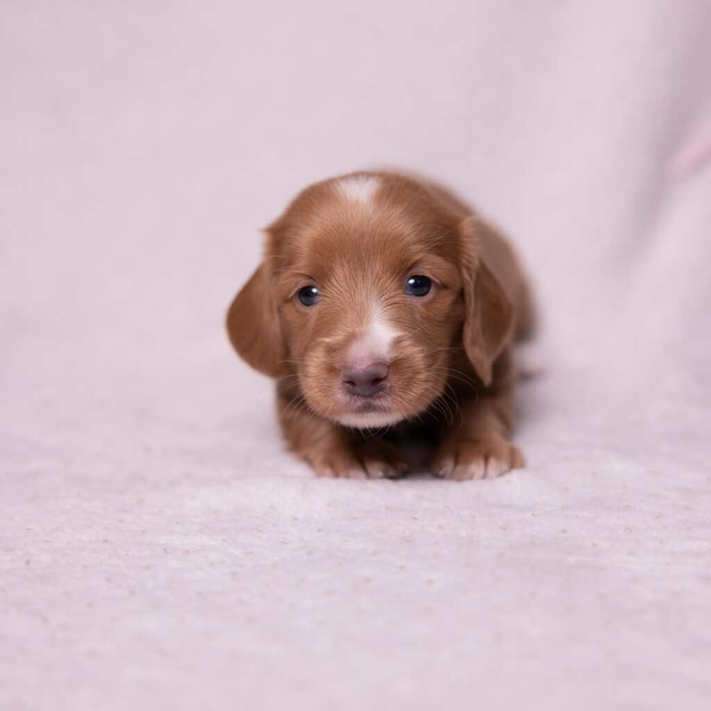 mini dachshund puppy for sale pa