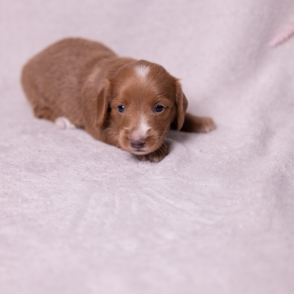 mini dachshund puppy for sale philly