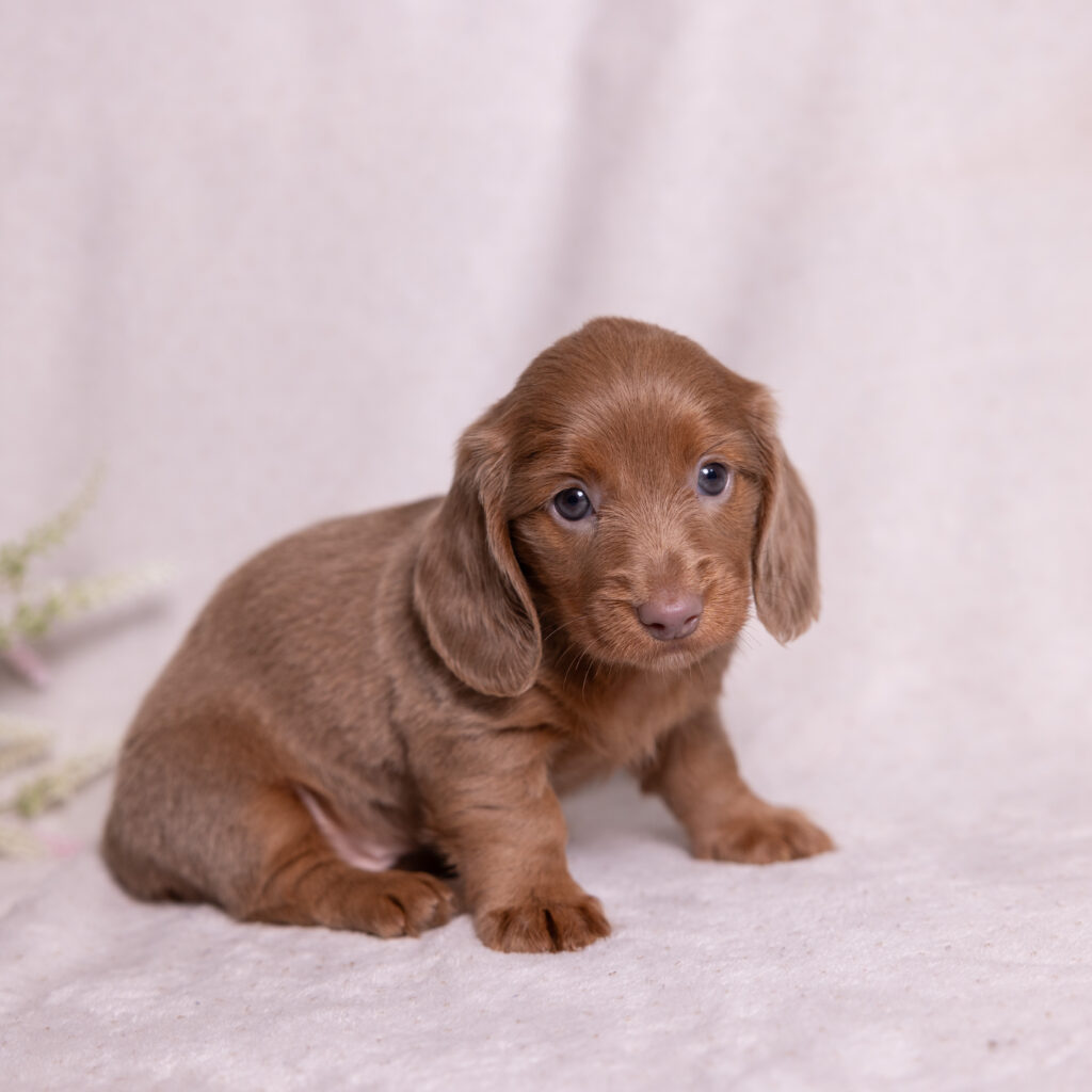 miniature dachshund puppies