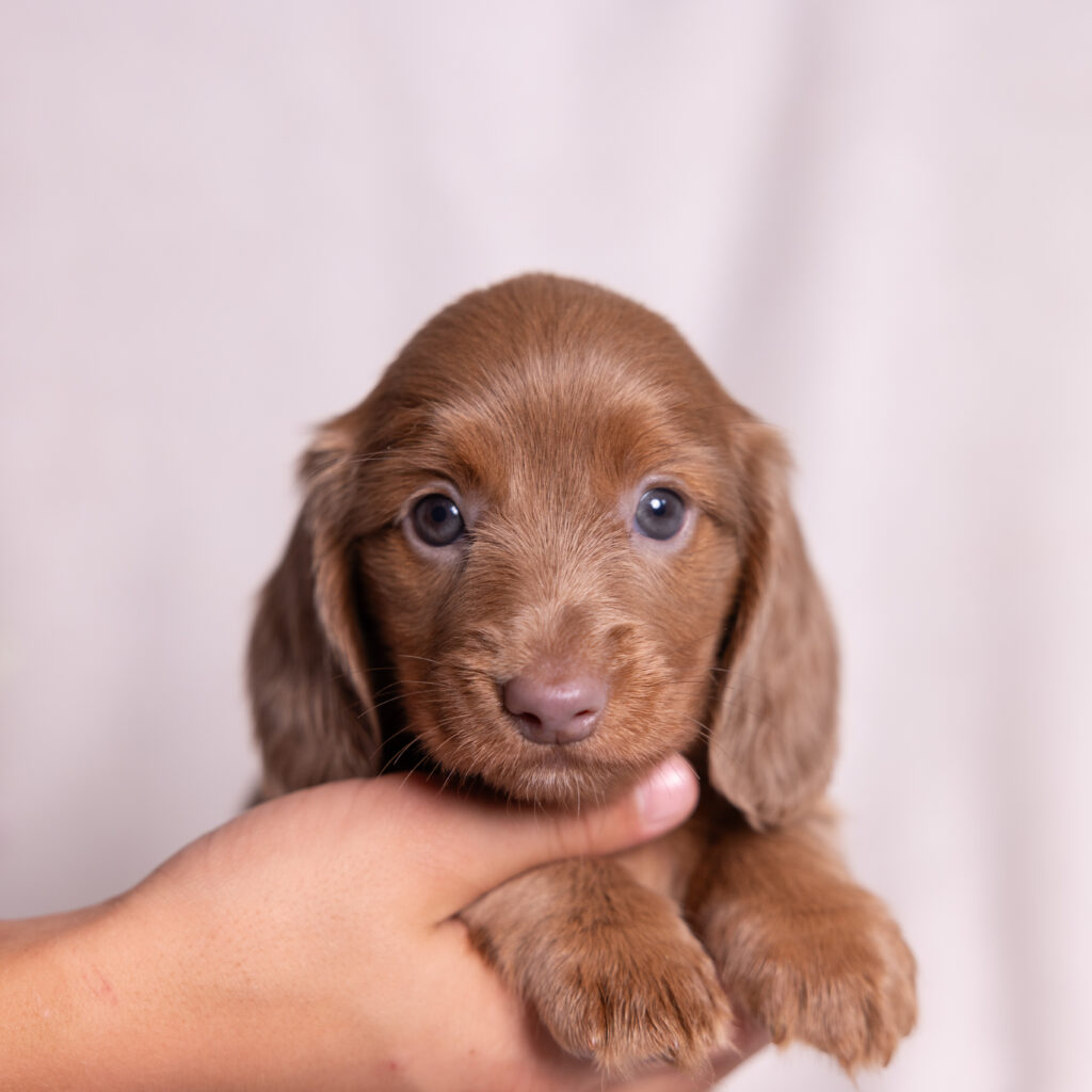 miniature dachshund puppies for sale