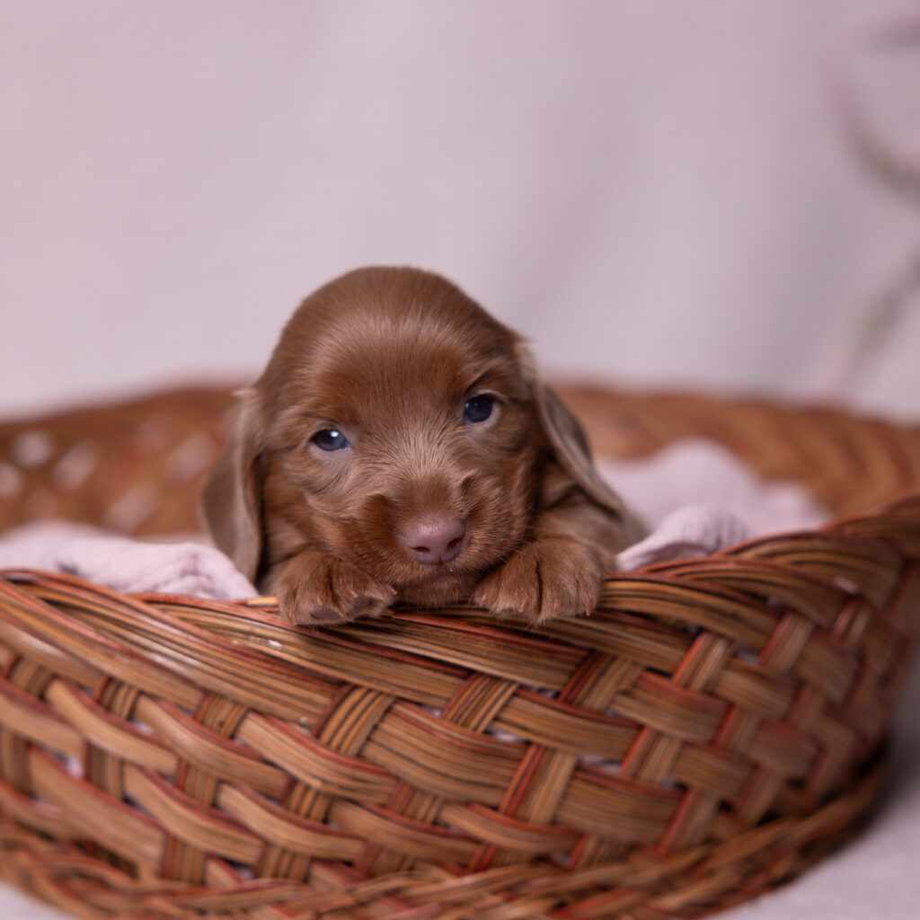 miniature dachshund puppies for sale