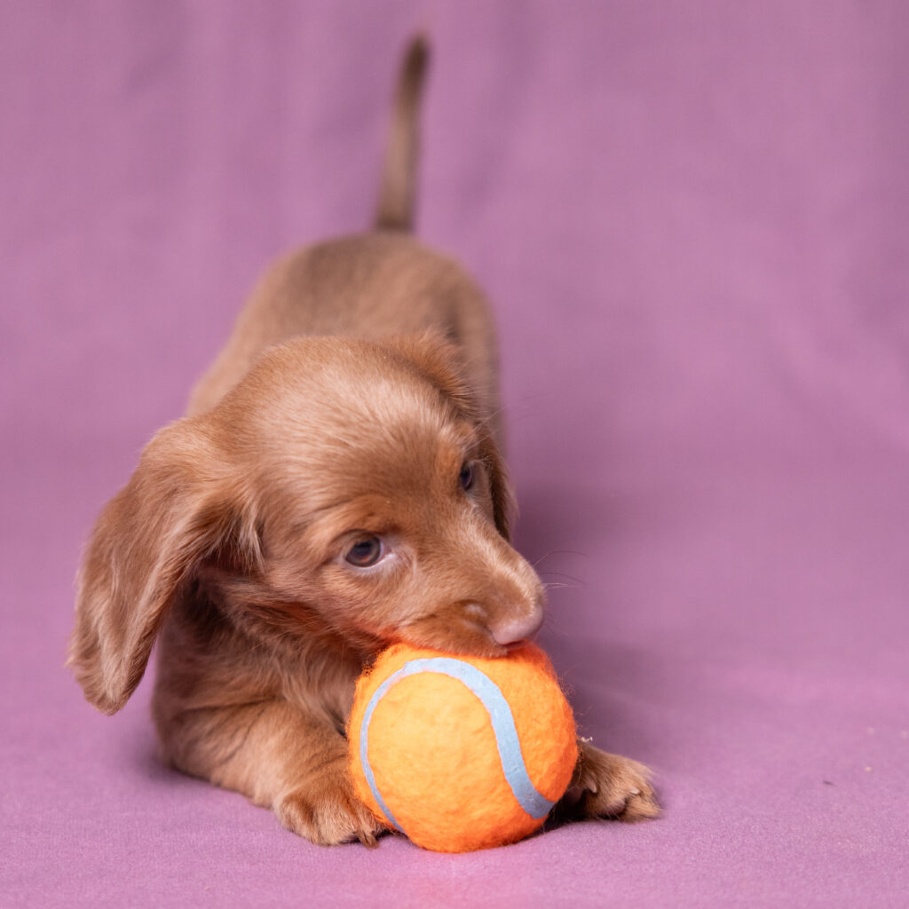 miniature dachshund puppies for sale