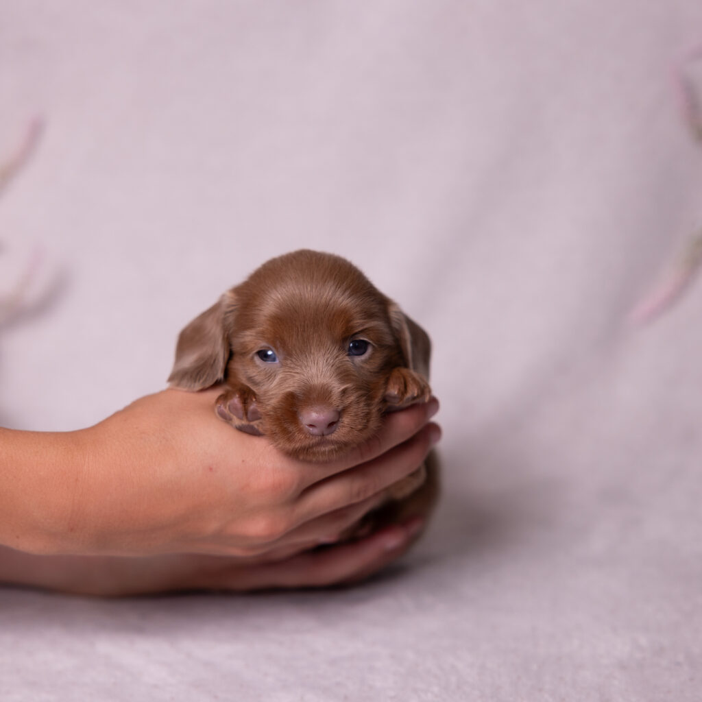 miniature dachshund puppies for sale in lancaster