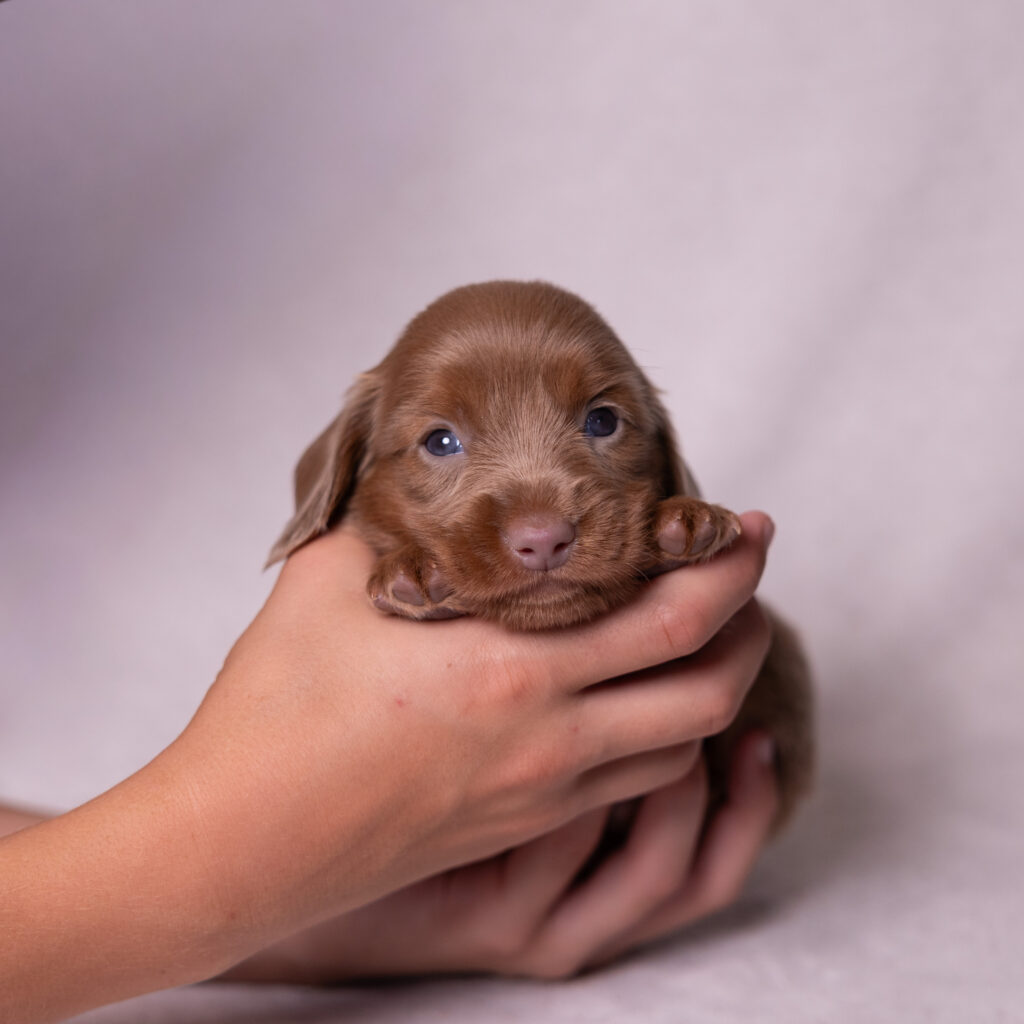 miniature dachshund puppies for sale in lancaster pa