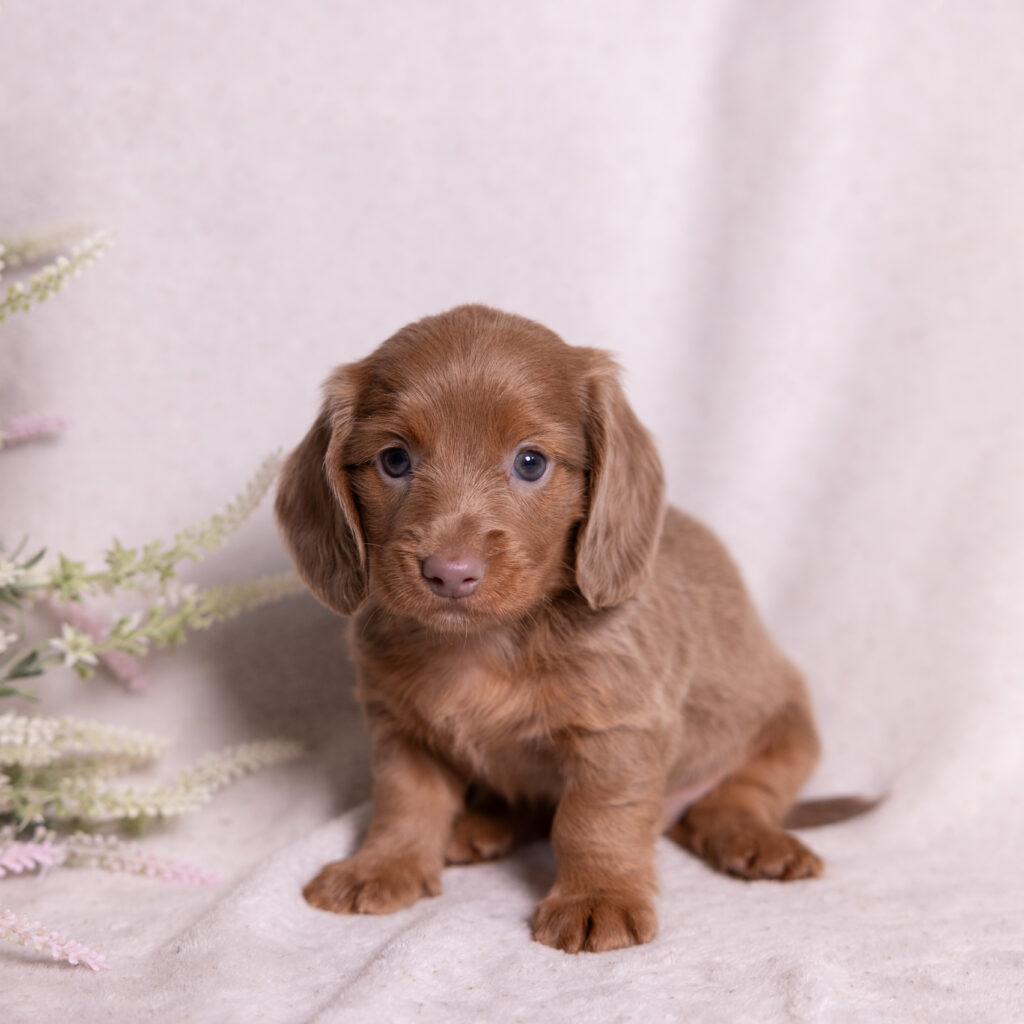miniature dachshund puppies for sale in pa
