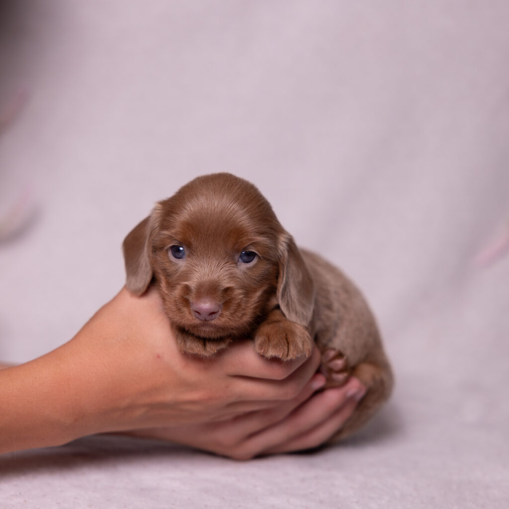 miniature dachshund puppies for sale lancaster
