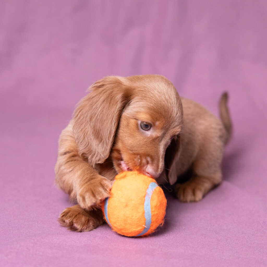 miniature dachshund puppies for sale lancaster pa