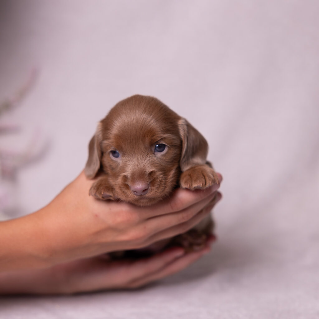 miniature dachshund puppies for sale lancaster pa