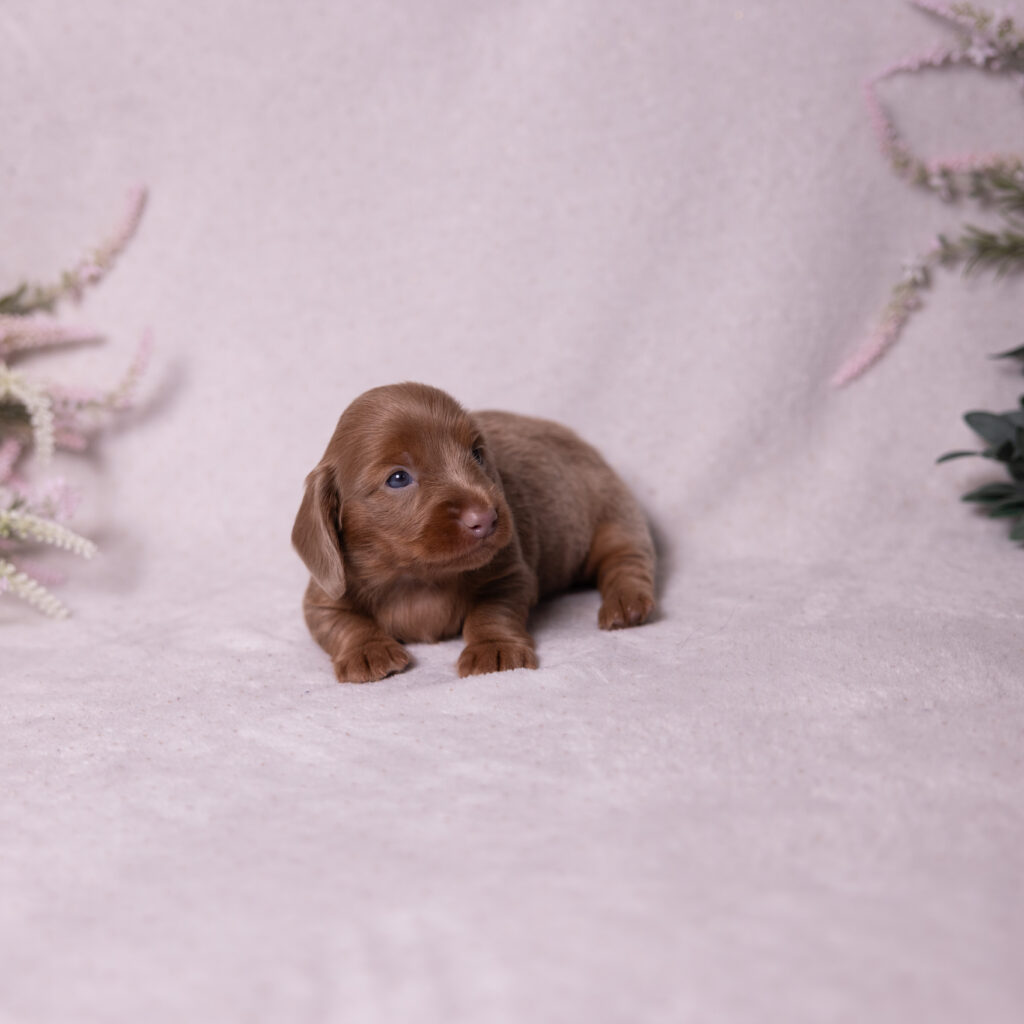 miniature dachshund puppies for sale near MD