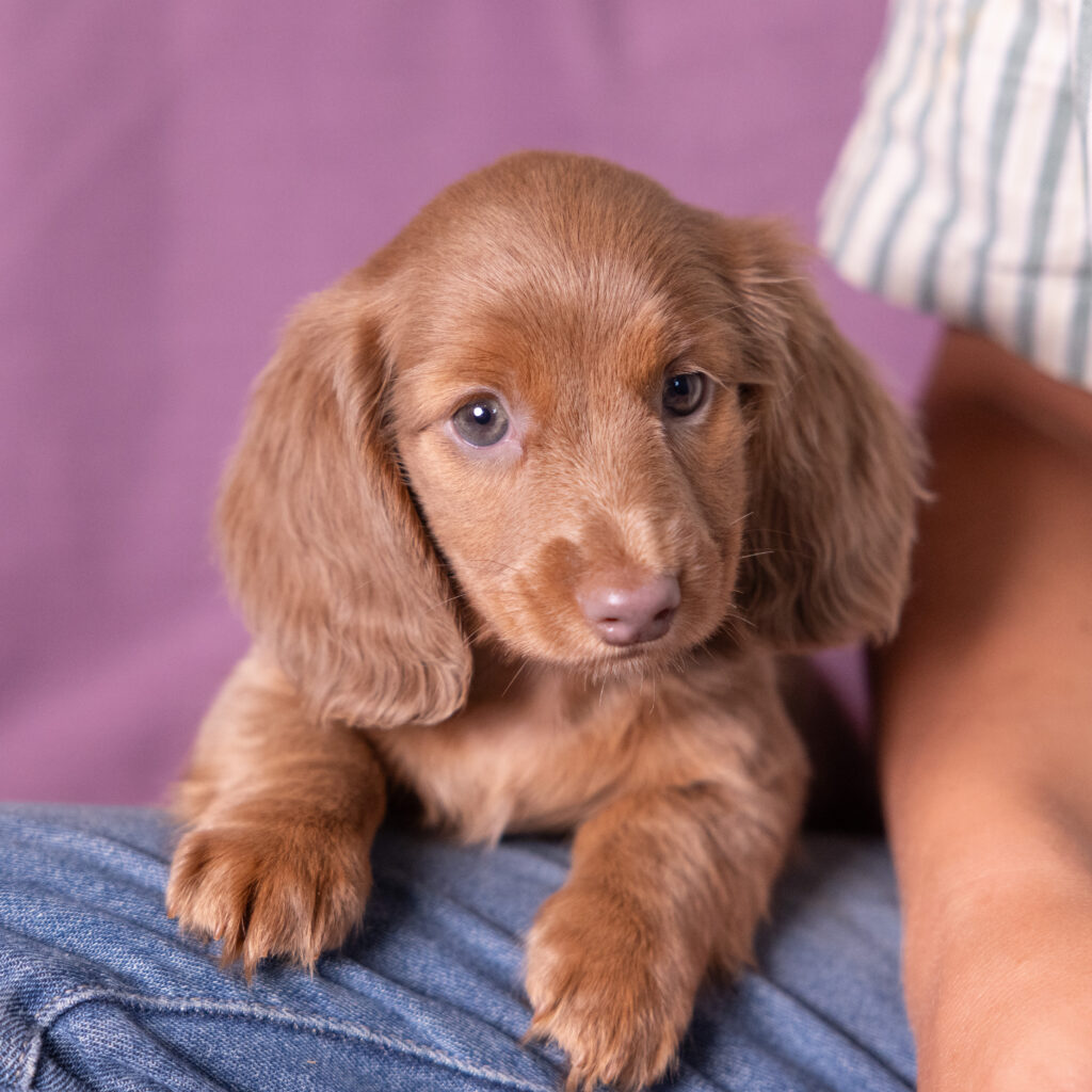miniature dachshund puppies for sale near Philly