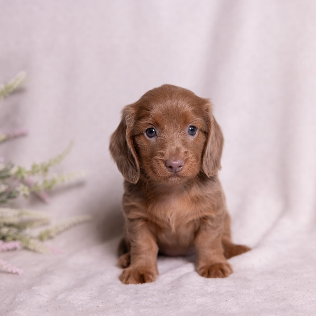 miniature dachshund puppies for sale near me