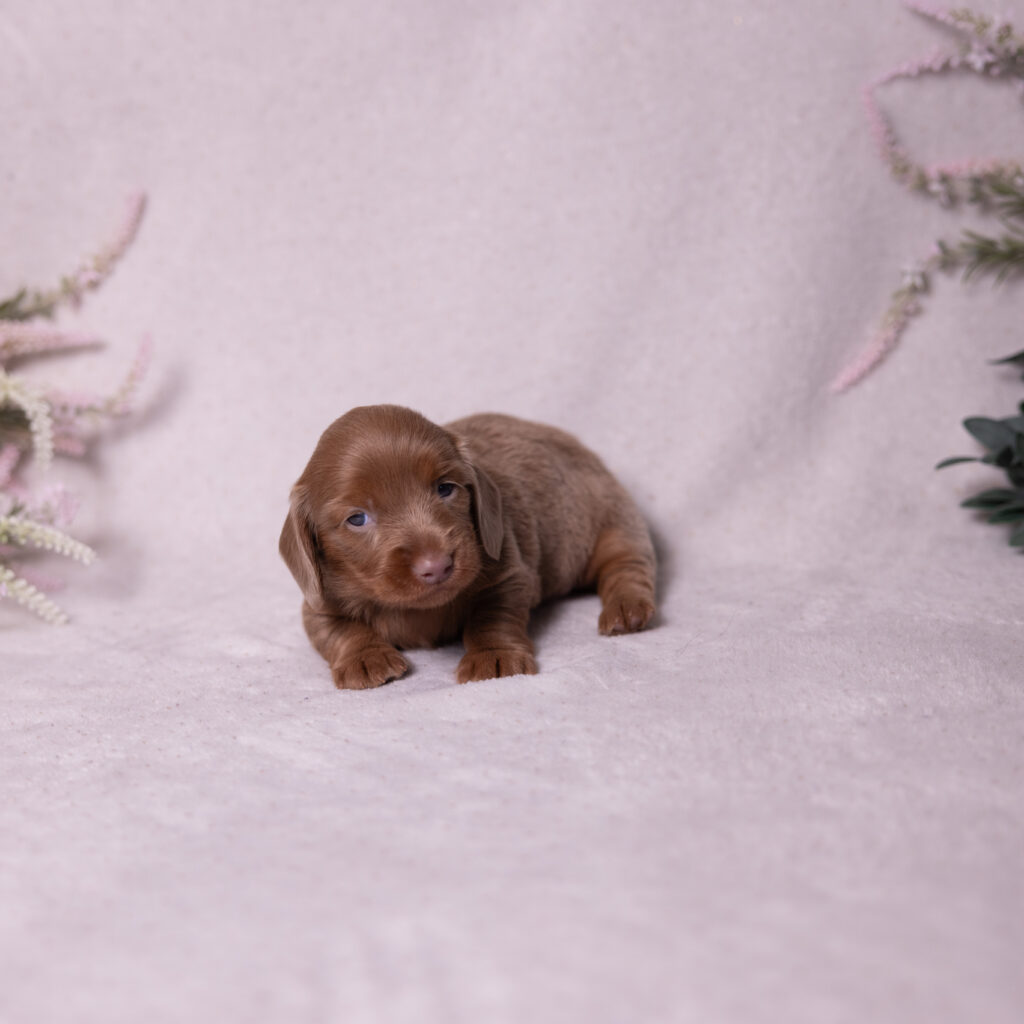 miniature dachshund puppies for sale near me