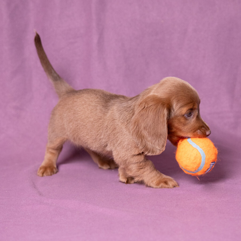 miniature dachshund puppies for sale near me