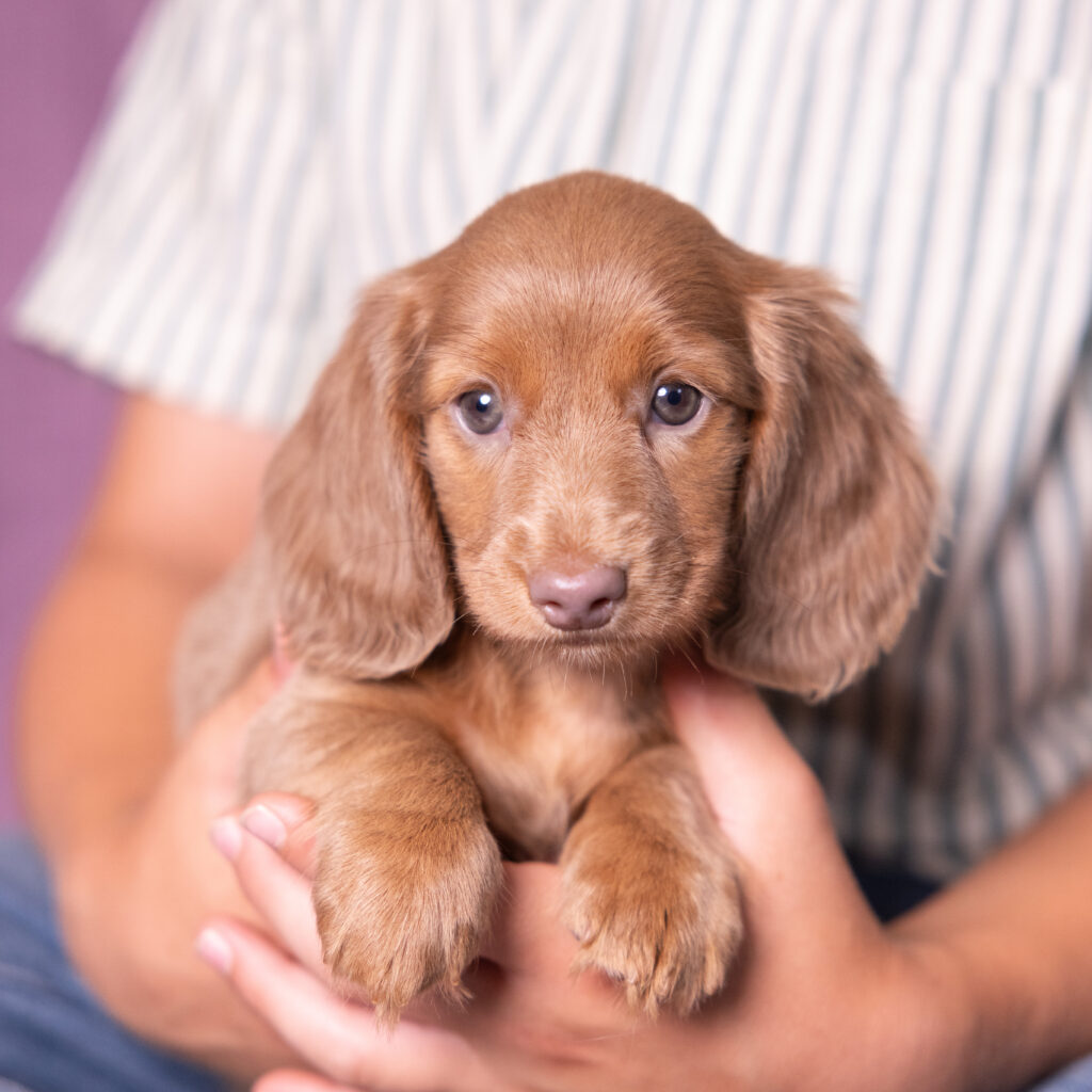 miniature dachshund puppies for sale near pa