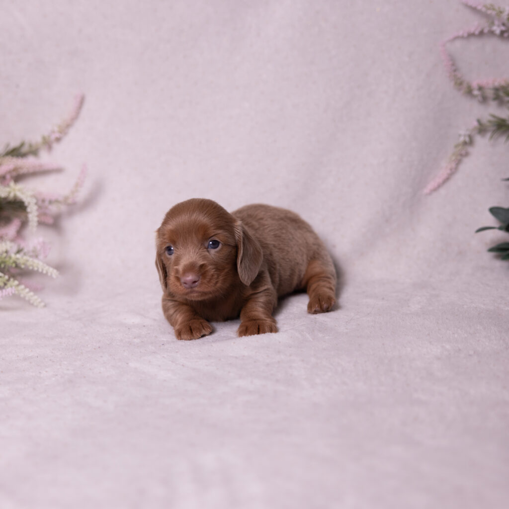 miniature dachshund puppies for sale near philly