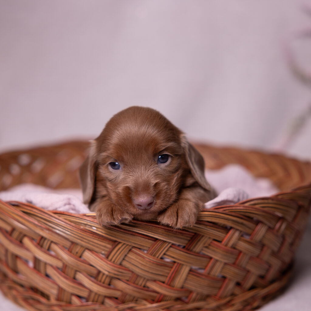 miniature dachshund puppies for sale pa