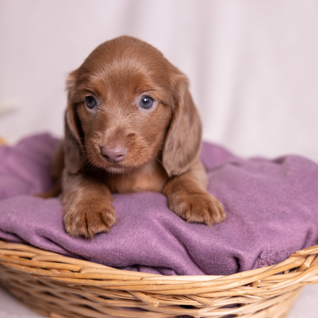 miniature dachshund puppies for sale pa