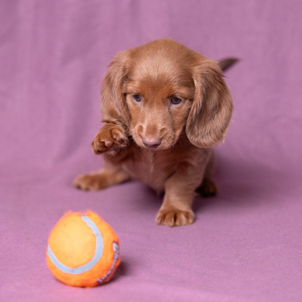 miniature dachshund puppies for sale pa