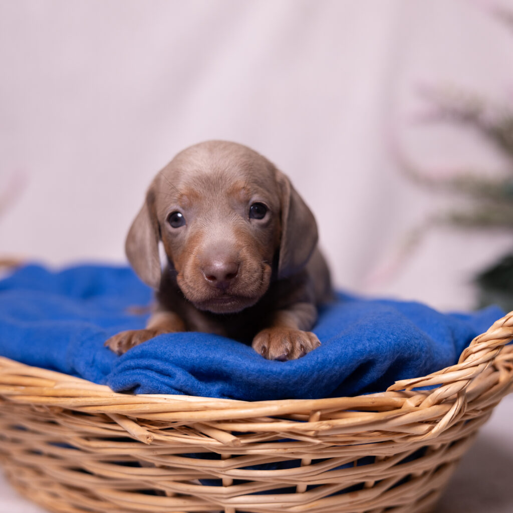 miniature dachshund puppy