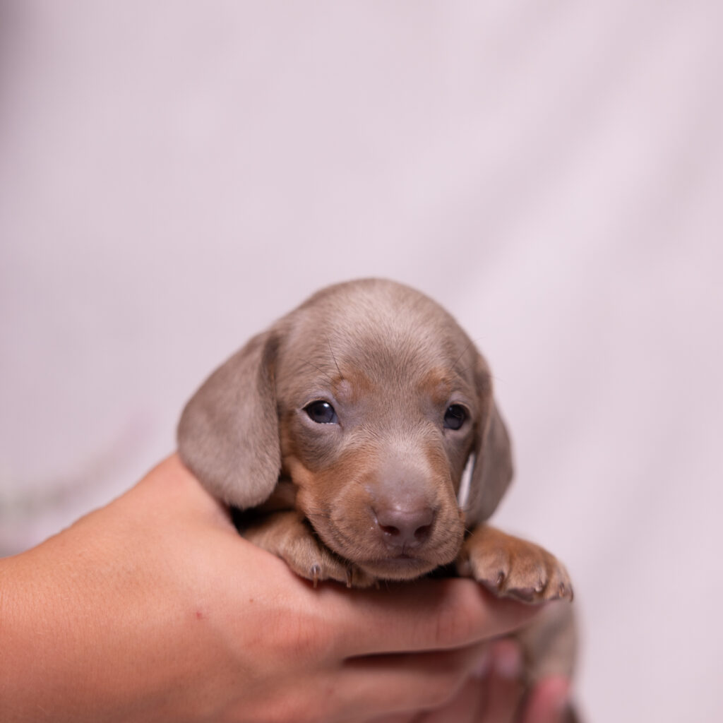 miniature dachshund puppy breeder