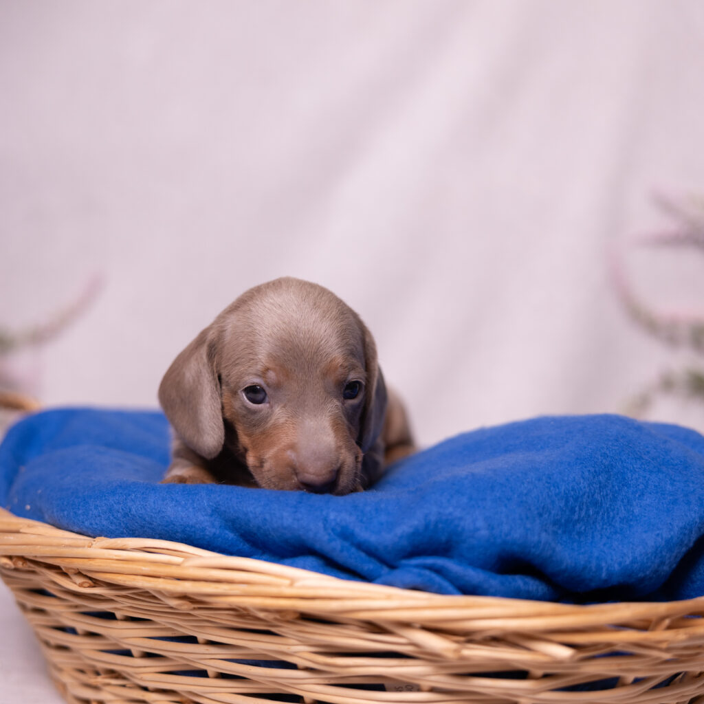 miniature dachshund puppy for sale