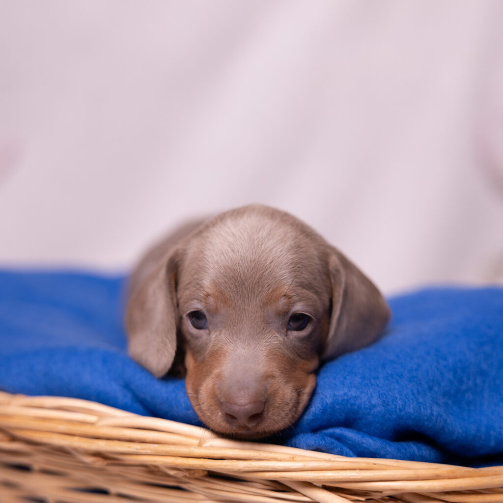 miniature dachshund puppy for sale lancaster