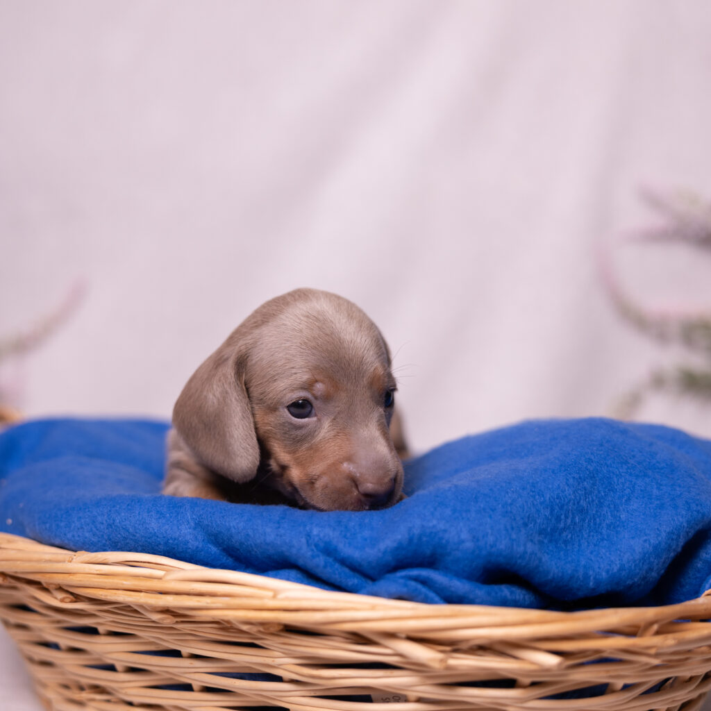 miniature dachshund puppy for sale pa