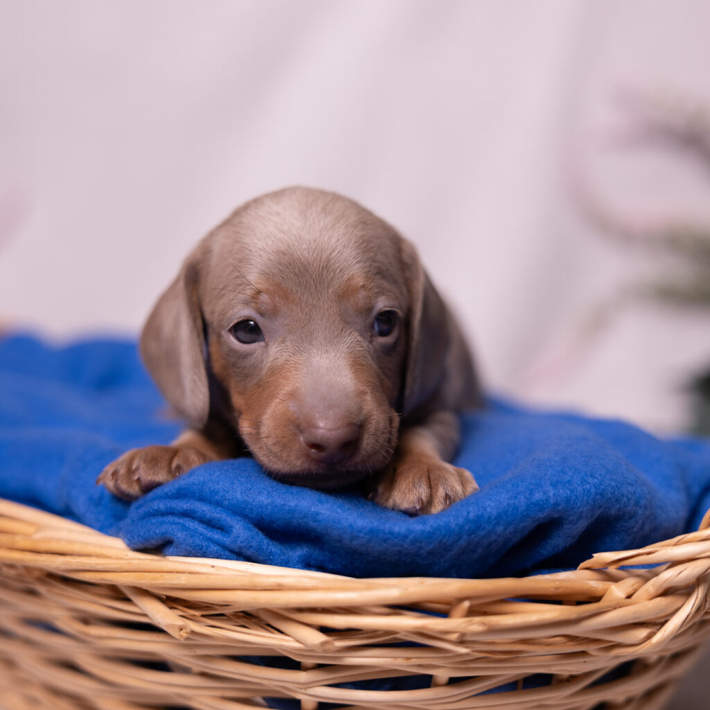miniature dachshund puppy lancaster pa