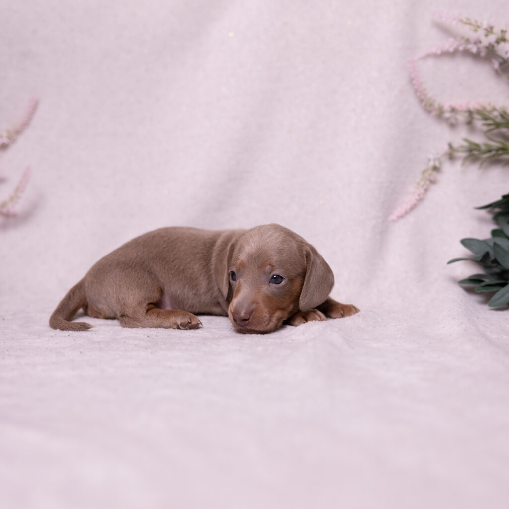 miniature dachshund puppy little stream puppies
