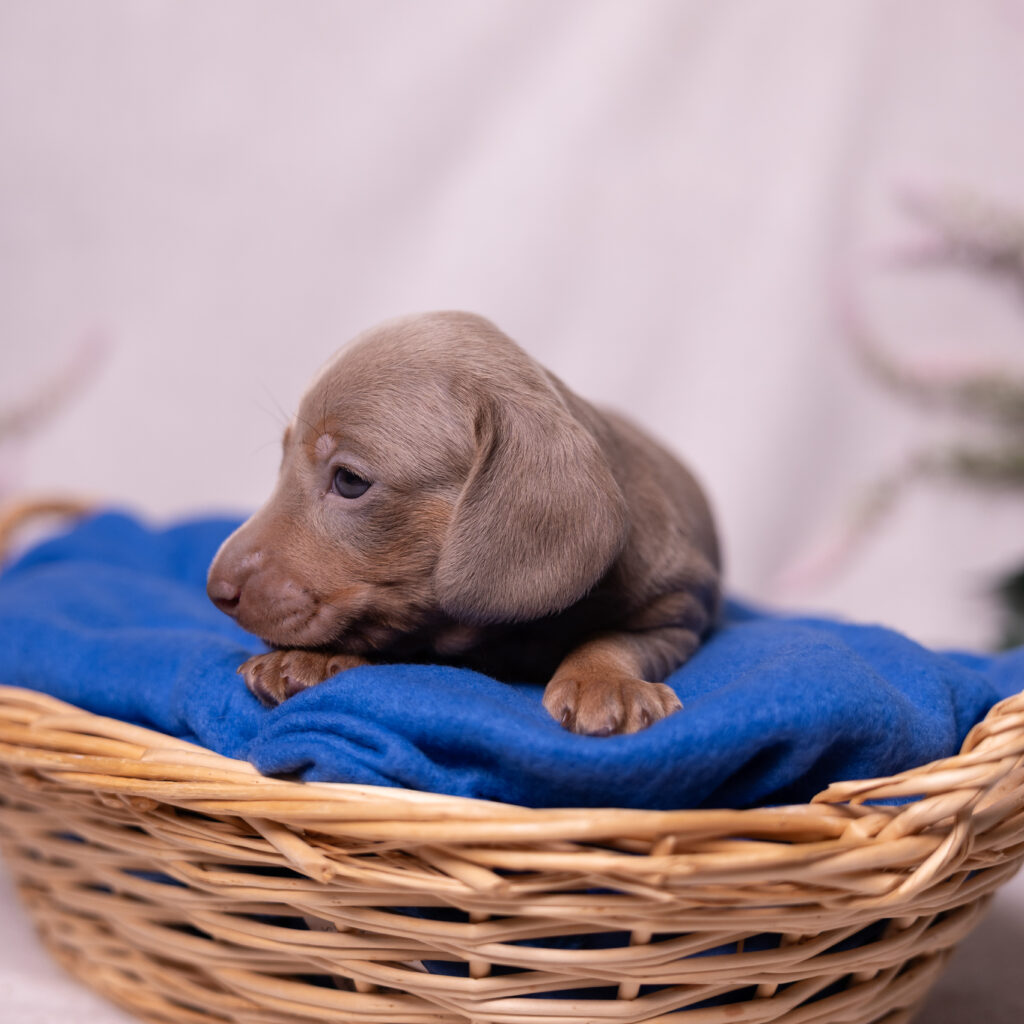 miniature dachshund puppy pa