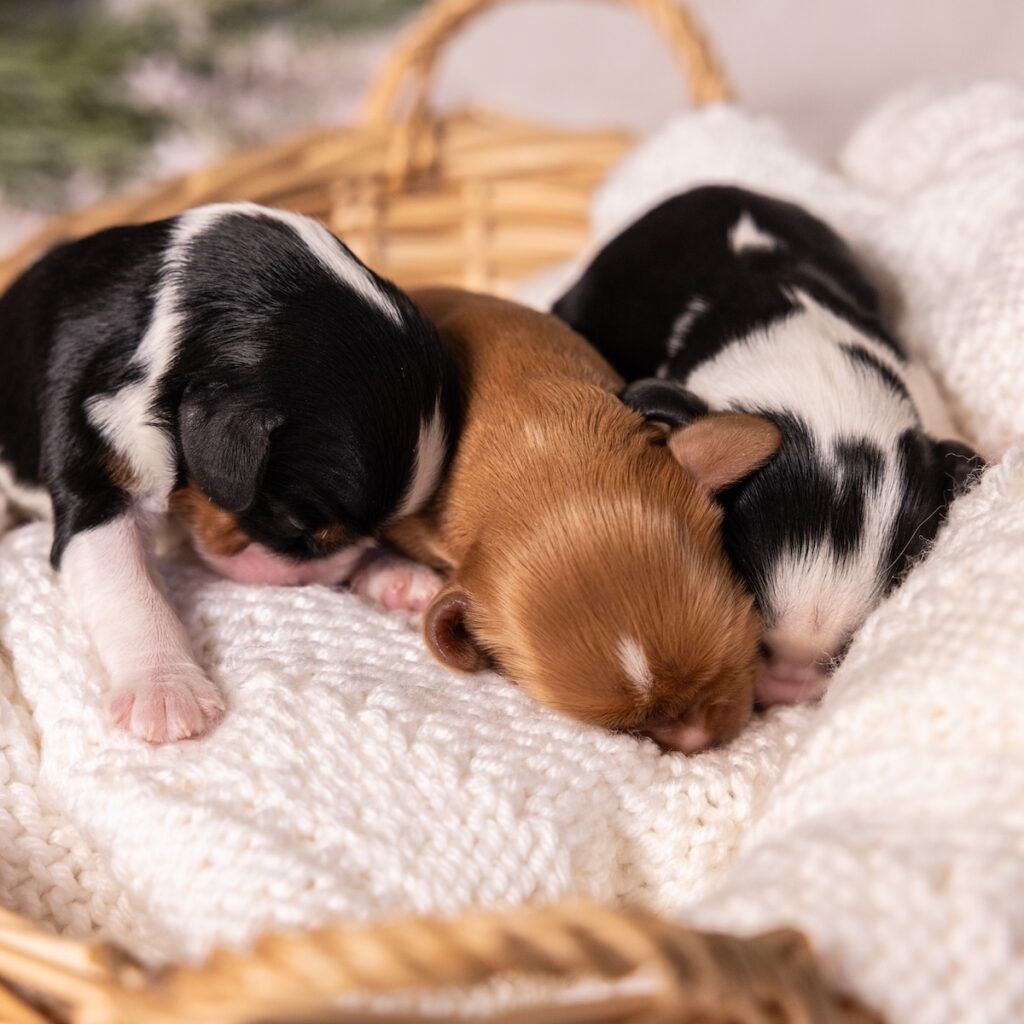 Cavalier litter