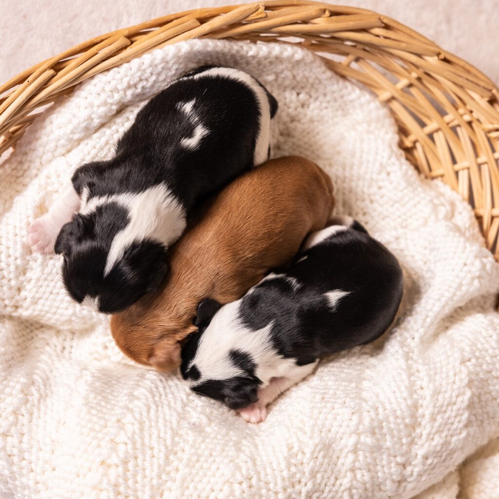 Cavalier puppies