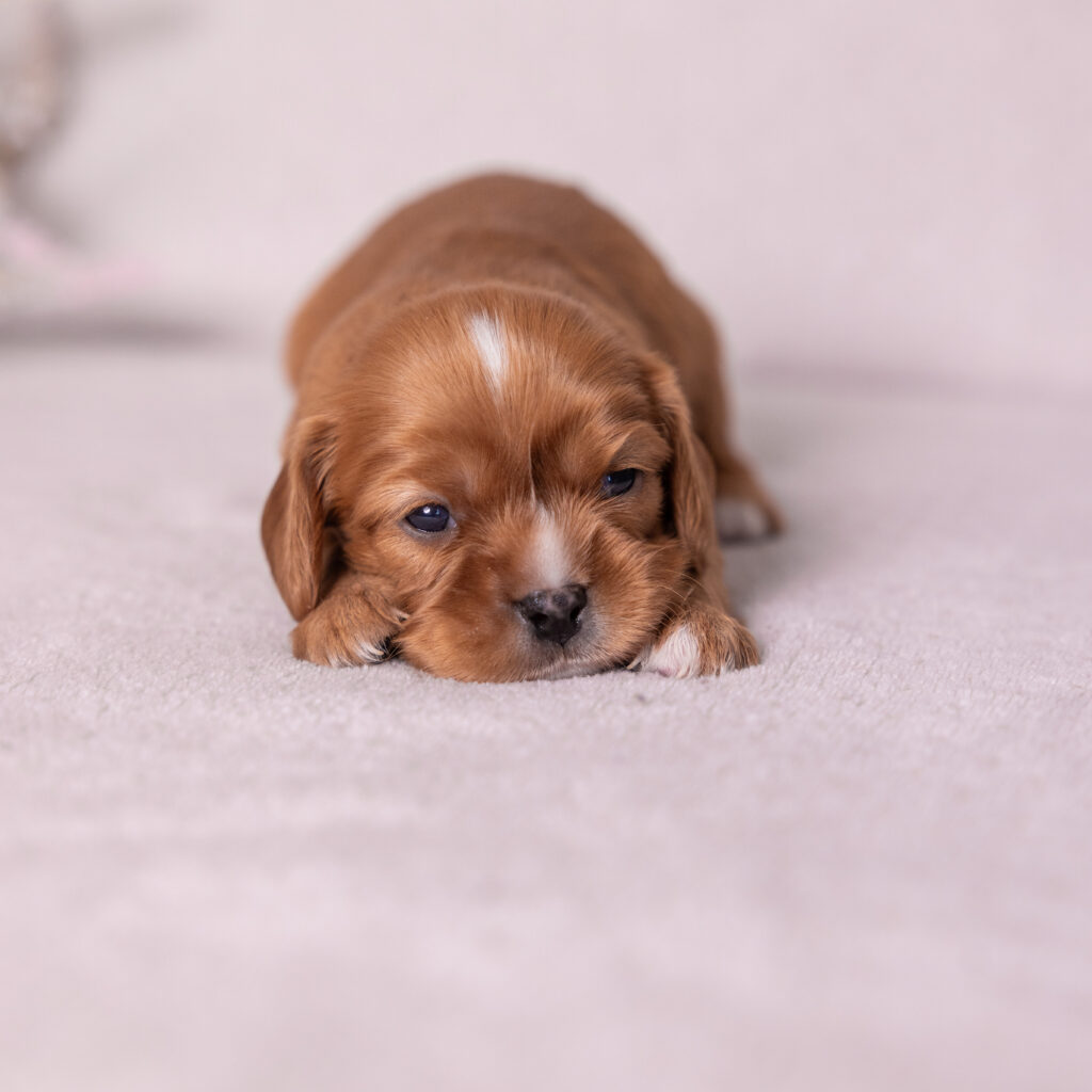 Cavalier ruby spaniel